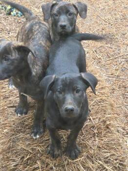 Labrador Retriever and Boxer Dogs Available for Adoption in Watertown, Connecticut - Seis | PetCurious
