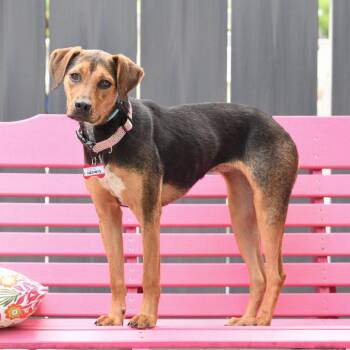 Hedwig -  Hound Dog for Adoption in Wake Forest, North Carolina - Hedwig | PetCurious
