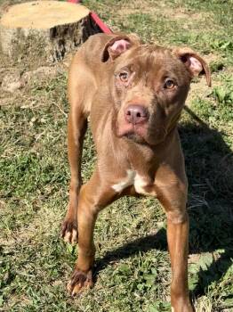 Mocha -  Pit Bull Terrier Dog for Adoption in Springfield, Illinois - Mocha | PetCurious