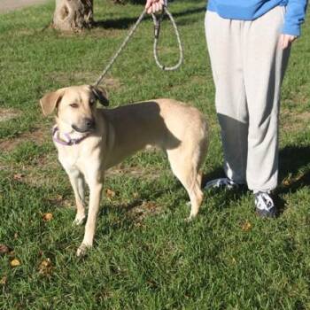 Nike -  Anatolian Shepherd and Mixed Breed Dog for Adoption in Elk Grove Village, Illinois - Nike | PetCurious