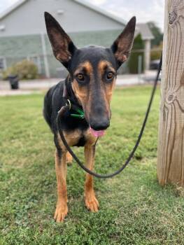 Rescue German Shepherd Dog and Mixed Breed Dogs for Adoption in Maryville, Tennessee - Luckyday | PetCurious