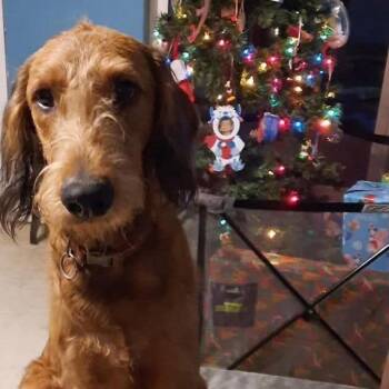 Sherlock (Benefactor dog) -  Poodle and Doberman Pinscher Dog for Adoption in New Orleans, Louisiana - Sherlock (Benefactor Dog) | PetCurious