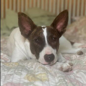 Rescue Australian Cattle Dog Blue Heeler and Cattle Dog Dogs for Adoption in Hayward, California - Cedar | PetCurious