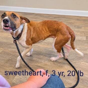 Sweetheart -  Mixed Breed Dog for Adoption in Hackett, Arkansas - Sweetheart | PetCurious