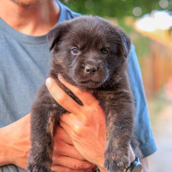 Oddball -  German Shepherd Dog Dog for Adoption in Taos, New Mexico - Oddball | PetCurious
