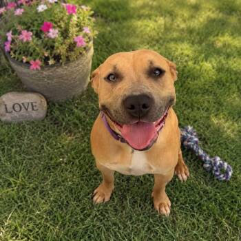 Laura -  Terrier Dog for Adoption in Warren, Ohio - Laura | PetCurious