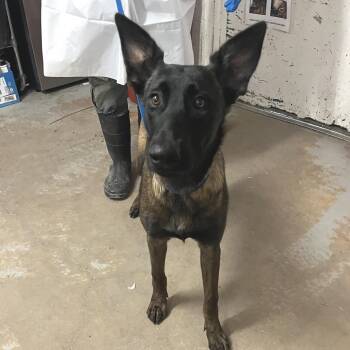 Petunia -  Belgian Shepherd Malinois Dog for Adoption in Edinburg, Texas - Petunia | PetCurious