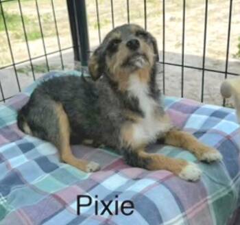 Pixie -  Terrier and Mixed Breed Dog for Adoption in St. Augustine, Florida - Pixie | PetCurious