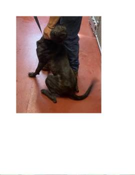 Rescue Plott Hound Dogs for Adoption in Westminster, Maryland - Winnie | PetCurious