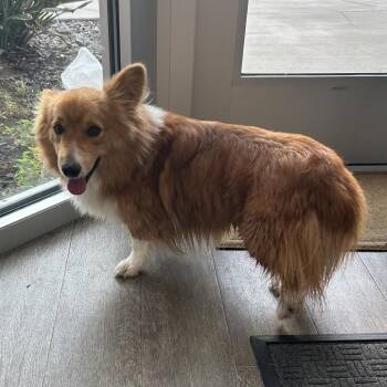 TXAC-Stray-19887 -  Corgi Dog for Adoption in Portland, Texas - TXAC-Stray-19887 | PetCurious