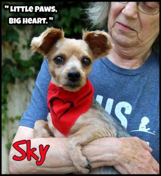 Sky -  Yorkie Poo Dog for Adoption in Shippenville, Pennsylvania - Sky | PetCurious