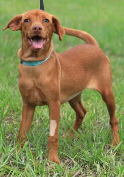 Pocket -  Hound Dog for Adoption in North Fort Myers, Florida - Pocket | PetCurious