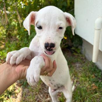 FIGGY -  Terrier Dog for Adoption in Waterford, New Jersey - FIGGY | PetCurious