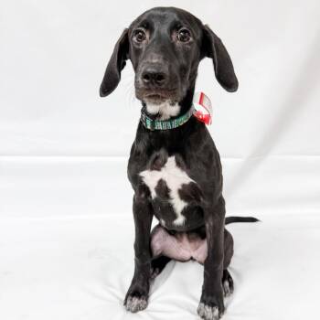 1081 (2026) Delilah -  Mixed Breed Dog for Adoption in Parker, Colorado - 1081 (2026) Delilah | PetCurious