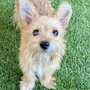Buck -  Terrier Dog for Adoption in Hondo, Texas - Buck | PetCurious