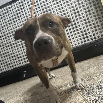 Pit Bull Terrier Dogs Available for Adoption in Newark, New Jersey - Biscuit | PetCurious