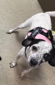 Molly -  Fox Terrier and Mixed Breed Dog for Adoption in Palm Coast, Florida - Molly | PetCurious
