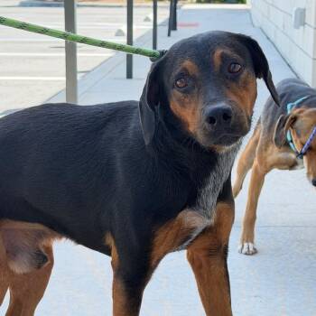Sam -  Mixed Breed Dog for Adoption in Englewood, Florida - Sam | PetCurious