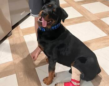 Rottweiler Dogs Available for Adoption - Waylon | PetCurious
