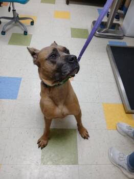 Cane Corso Dogs Available for Adoption in Sioux City, Iowa - Zeus | PetCurious
