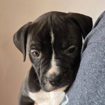 Mixed Breed Dogs Available for Adoption - Bubba | PetCurious