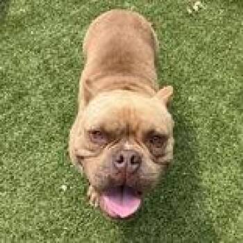 Hank -  American Bully Dog for Adoption in Hilliard, Ohio - Hank | PetCurious