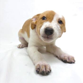 Mixed Breed Dogs Available for Adoption - 298 (2026) Harleen | PetCurious