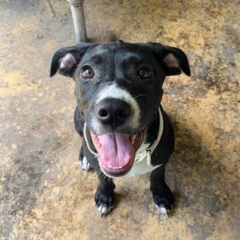 Mixed Breed Dogs Available for Adoption in Livingston, Texas - Tubbie | PetCurious