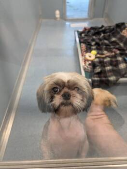 Caleb -  Mixed Breed Dog for Adoption in Hyde Park, New York - Caleb | PetCurious