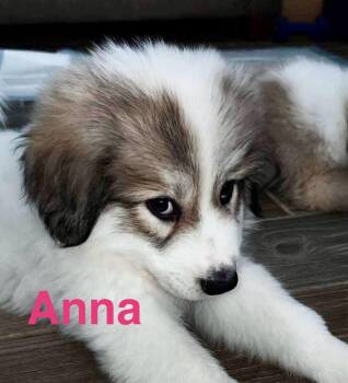 Rescue Great Pyrenees Dogs for Adoption in Austin, Texas - Anna | PetCurious
