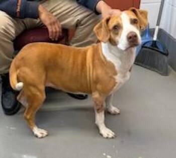 Beagle and American Bulldog Dogs Available for Adoption - Daisy Mae Great With Kids, Cats And Dogs! | PetCurious