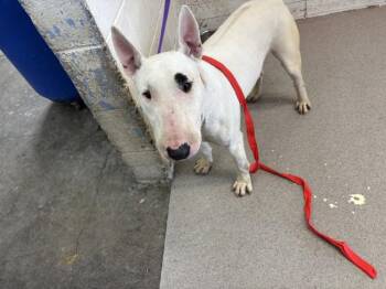 BILLY -  Bull Terrier Dog for Adoption in San Bernardino, California - BILLY | PetCurious