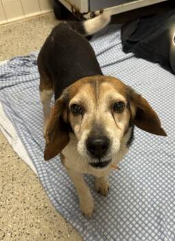 Beagle Dogs Available for Adoption in Saint Clairsville, Ohio - Horn | PetCurious