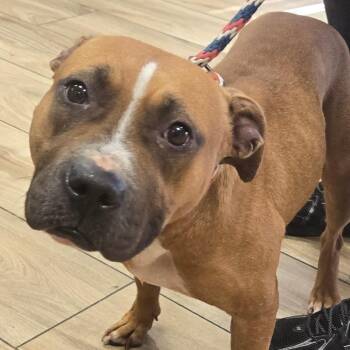 Buffy -  Pit Bull Terrier Dog for Adoption in Newark, New Jersey - Buffy | PetCurious