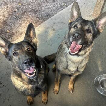 Skye (26-386) -  German Shepherd Dog Dog for Adoption in New Ringgold, Pennsylvania - Skye (26-386) | PetCurious