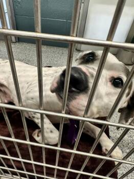 Bella -  American Bulldog and Hound Dog for Adoption in Plymouth, Connecticut - Bella | PetCurious