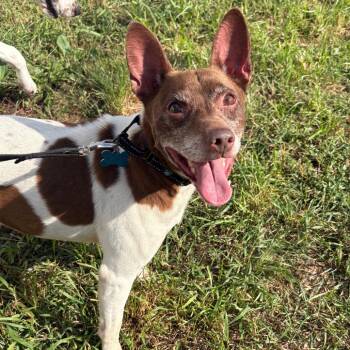 Jason Bourne -  Jack Russell Terrier and Mixed Breed Dog for Adoption in West Des Moines, Iowa - Jason Bourne | PetCurious