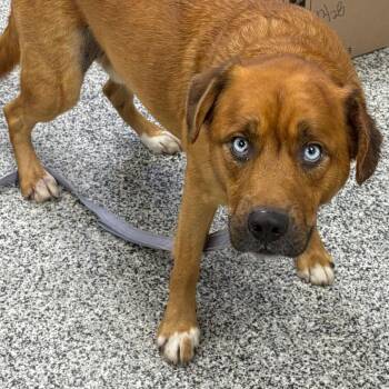 Muggs -  Mixed Breed Dog for Adoption in Mentor, Ohio - Muggs | PetCurious