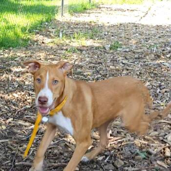 Jet -  Hound Dog for Adoption in Ringwood, New Jersey - Jet | PetCurious
