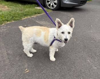 Corgi Dogs Available for Adoption in Chalfont, Pennsylvania - Star | PetCurious