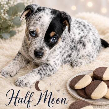 Half Moon -  Mixed Breed Dog for Adoption in Olathe, Kansas - Half Moon | PetCurious