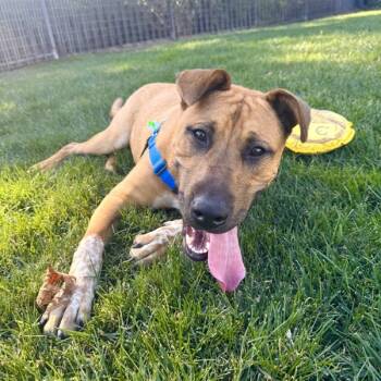 Rescue Hound Dogs for Adoption in Dublin, California - Rudy | PetCurious