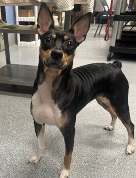 Rat Terrier Dogs Available for Adoption in St. Joseph, Michigan - Sheba | PetCurious