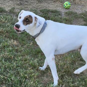 cheech -  American Staffordshire Terrier Dog for Adoption in Petersburg, Indiana - Cheech | PetCurious