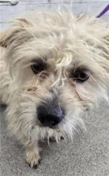 CHEESE -  Terrier Dog for Adoption in San Bernardino, California - CHEESE | PetCurious