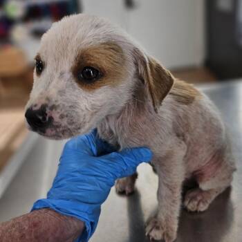 Hound and Dachshund Dogs Available for Adoption - Xerxes | PetCurious