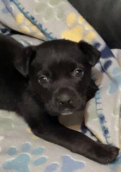 Mixed Breed Dogs Available for Adoption - Joann | PetCurious