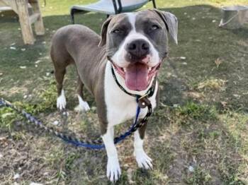 Lexi -  Mixed Breed Dog for Adoption in Georgetown, Texas - Lexi | PetCurious