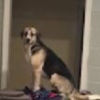 Ben -  Shepherd and Mixed Breed Dog Available for Adoption in Tupelo, Mississippi - Ben | PetCurious