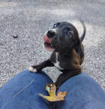 Cricket -  Mixed Breed Dog for Adoption in Muskegon, Michigan - Cricket | PetCurious